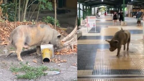 VÍDEOS: ‘Peppa Pig’? Porco é flagrado nas dependências da Ufam