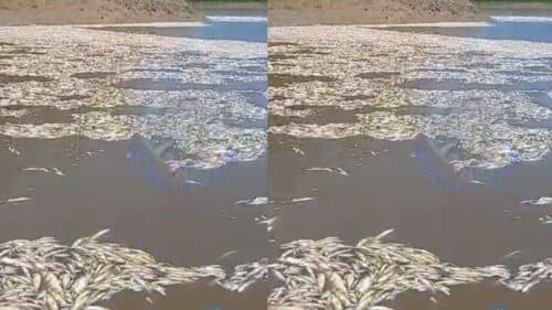 VÍDEO: Peixes aparecem mortos em lago do Amazonas; Entenda o motivo