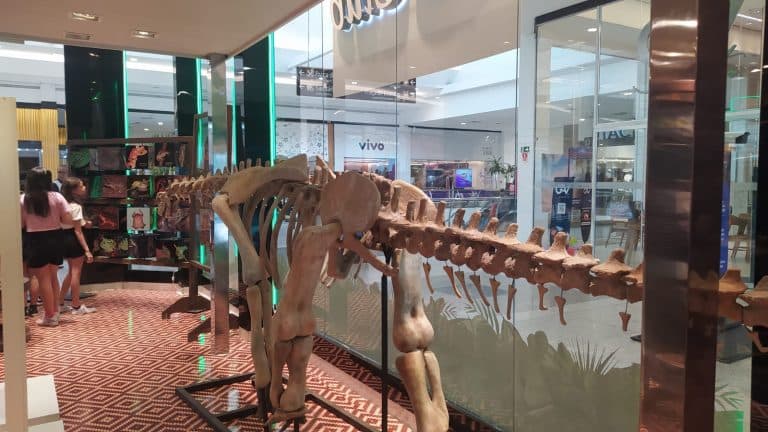 Exposição do Museu da Amazônia acontece em Shopping de Manaus