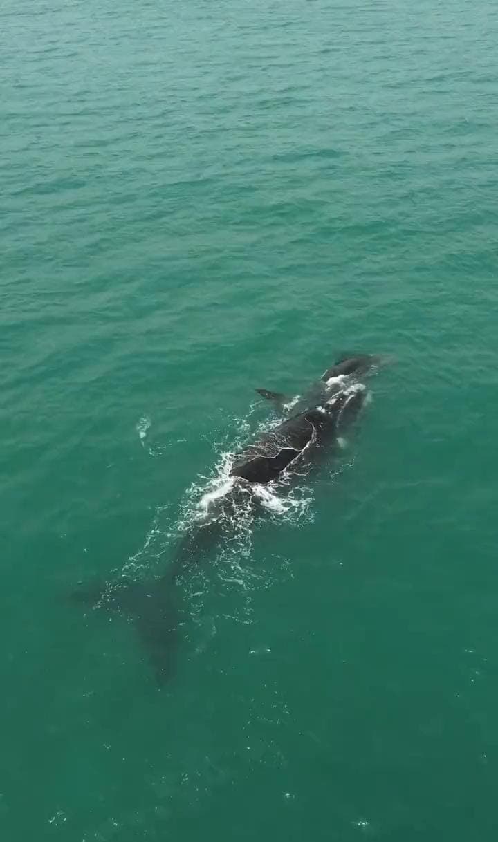 VÍDEO: Baleia “mamãe” e filhote são flagrados perto da areia