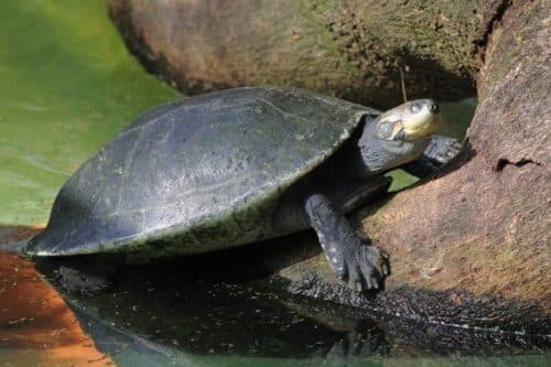 Área de mata pega fogo e causa a morte de tartarugas, no AM