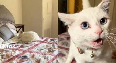 VÍDEO: Gata surpreende com reação inesperada após dono voltar para casa