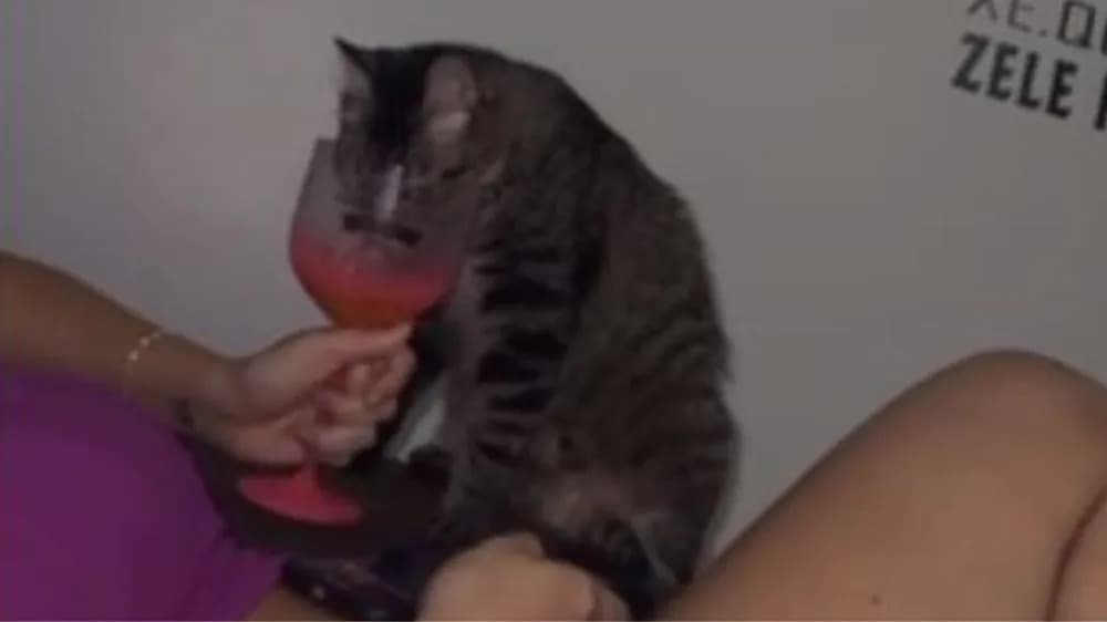 Ex-servidora pede desculpas após dar vodca para gato