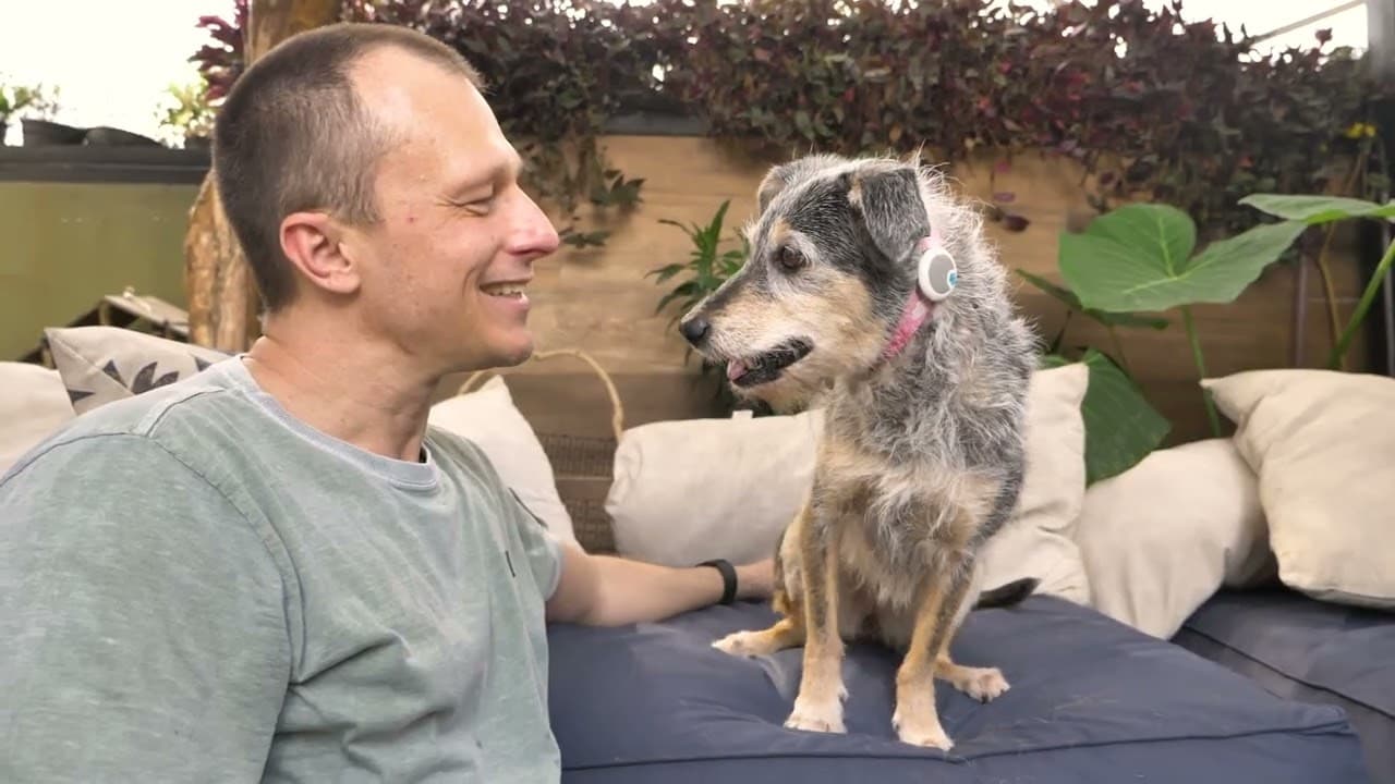 Morre a cadela Estopinha, a pet influencer mais popular do Brasil