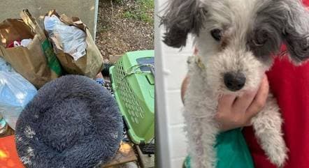 Cachorra idosa é abandonada com pedido para ser sacrificada