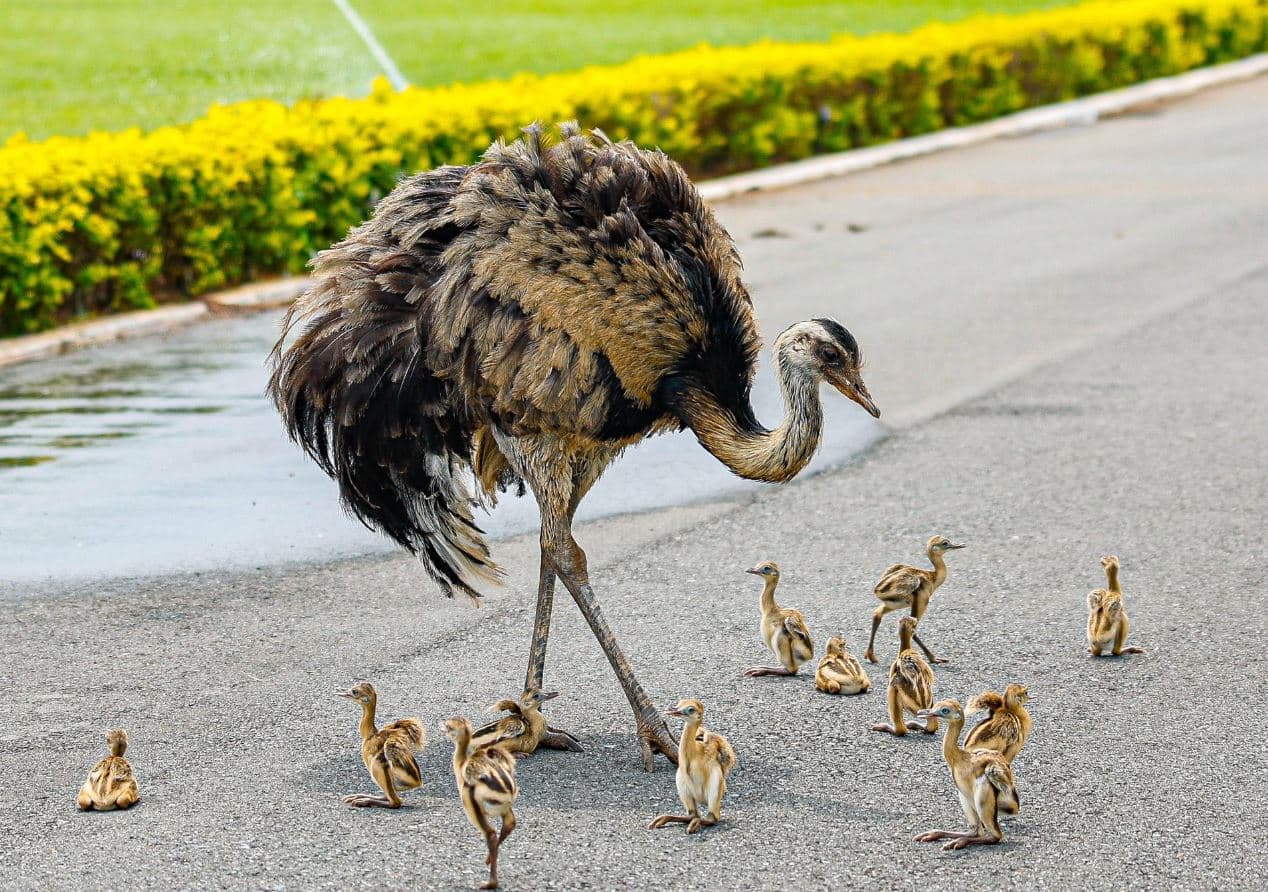 Equipe de Lula ironiza Bolsonaro ao celebrar nascimento de emas no Alvorada: “Sem cloroquina”