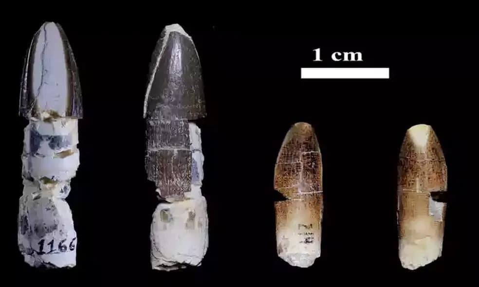 Maior dente de titanossauro do mundo é brasileiro, confirmam especialistas