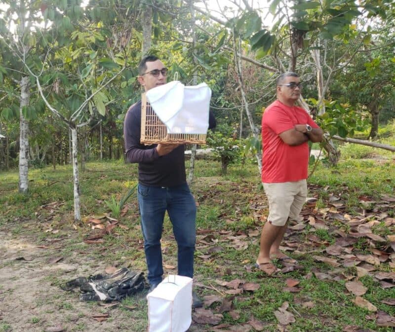 Nove pássaros silvestres mantidos em cativeiro são resgatados em Manaus