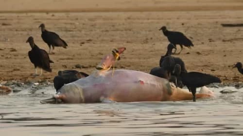 Alta temperatura das águas pode ter matado botos em Tefé, no AM
