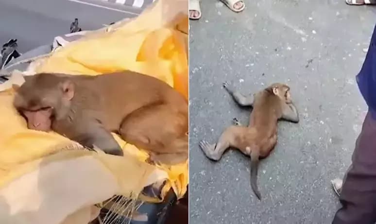 VÍDEO: Macaco viaja mais de 40km para funeral de dono