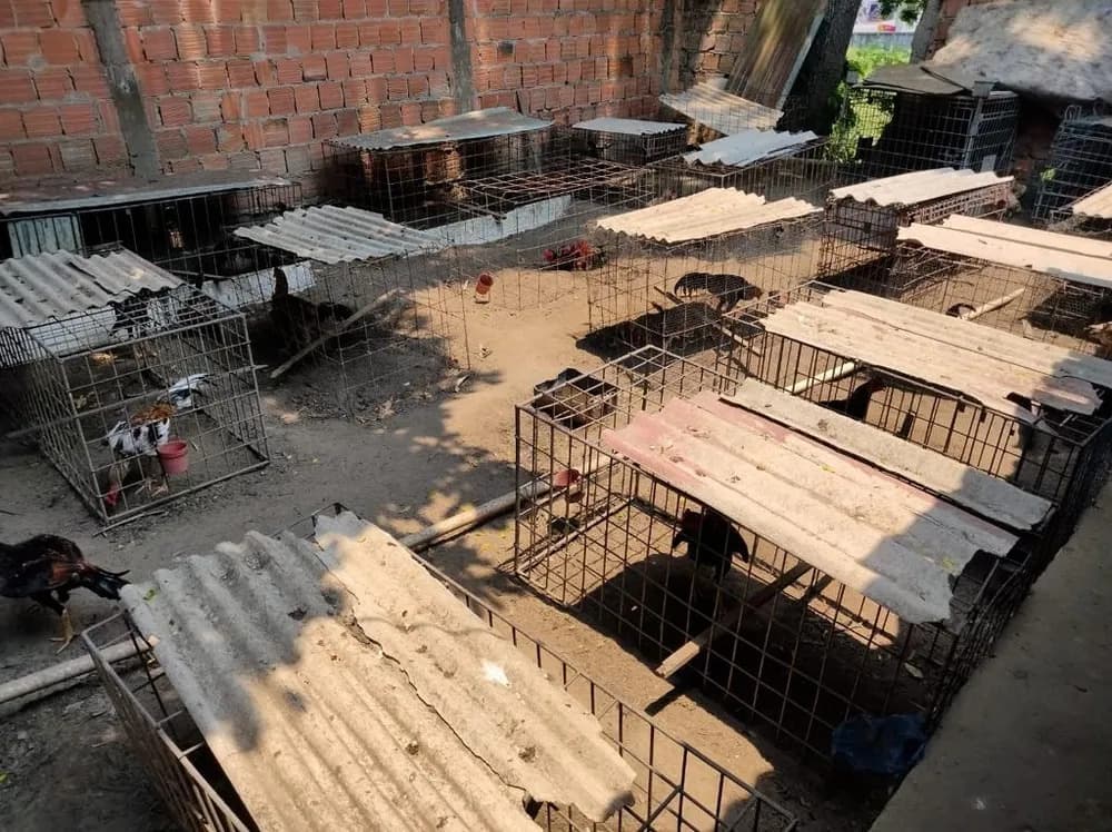 Polícia fecha rinha de galo no Santa Etelvina, em Manaus