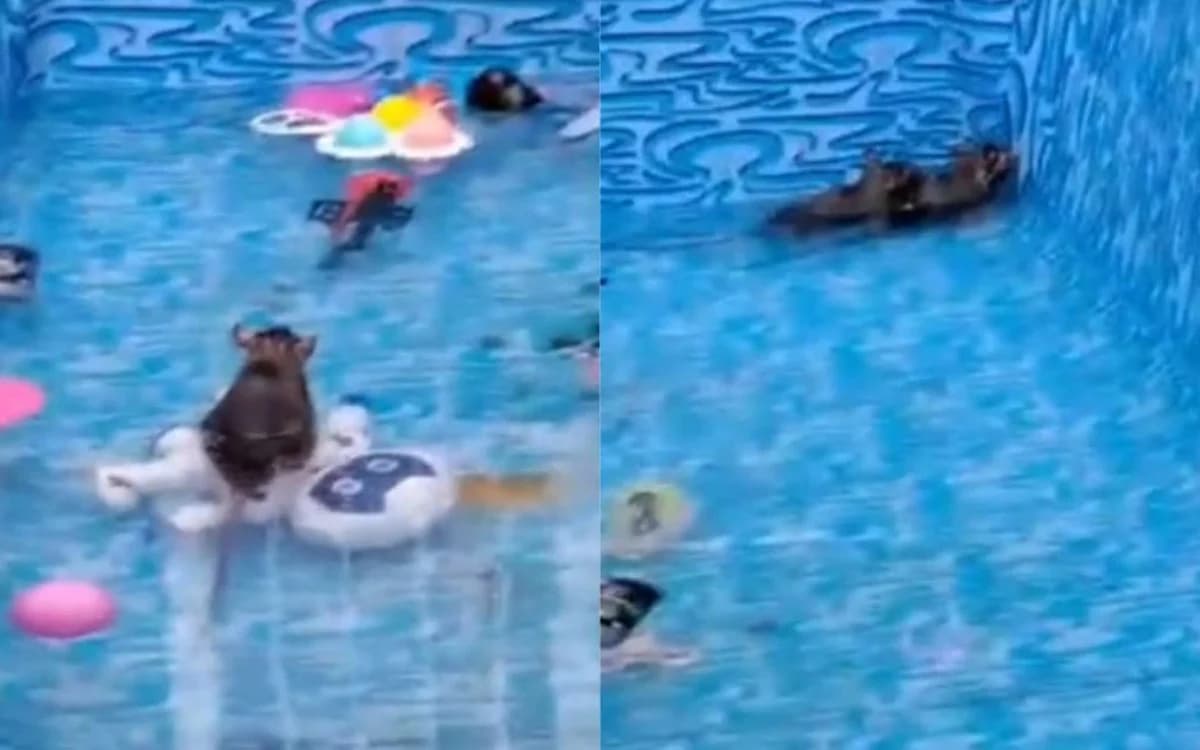 VÍDEO: Em meio a onda de calor, ratos se refrescam em piscina infantil no RJ