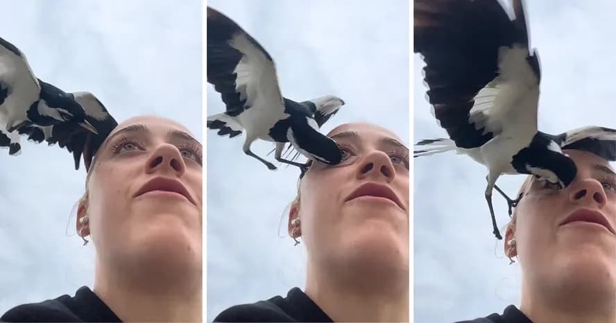 VÍDEO: Influencer leva bicada violenta de pássaro dentro do olho durante caminhada