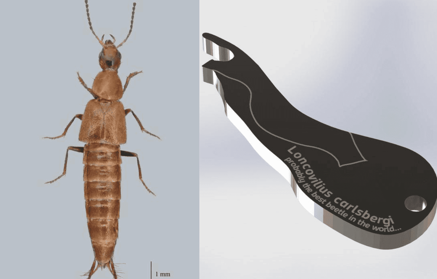 Cientistas descobrem besouro com órgão genital no formato de abridor de garrafa