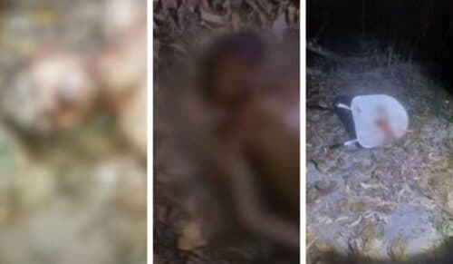 Dois corpos são encontrados em igarapé de Manaus; um deles quase teve a cabeça decepada