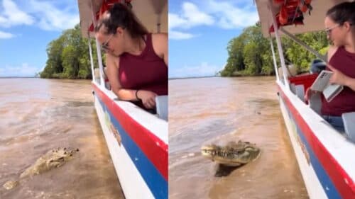 VÍDEO: Mulher viraliza ao manter calma ao lado de crocodilo gigante