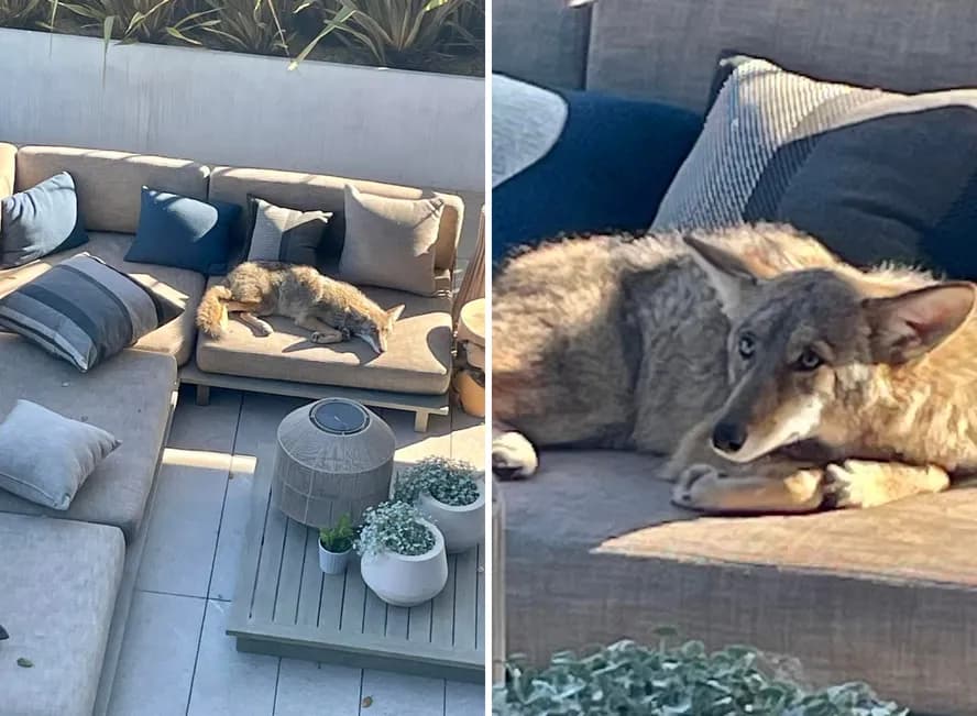 Morador se assusta após ver coiote descansando em sofá de casa
