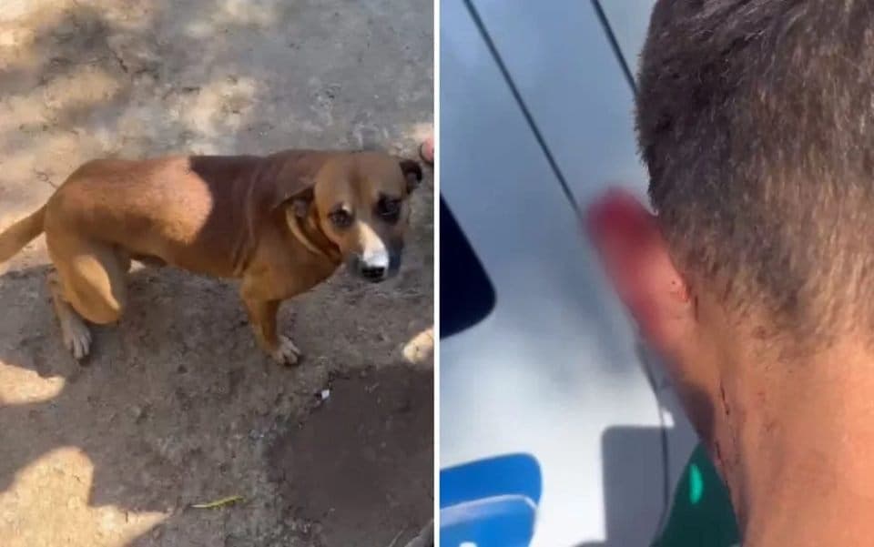 Cachorro arranca parte da orelha de ladrão e impede roubo em Goiás