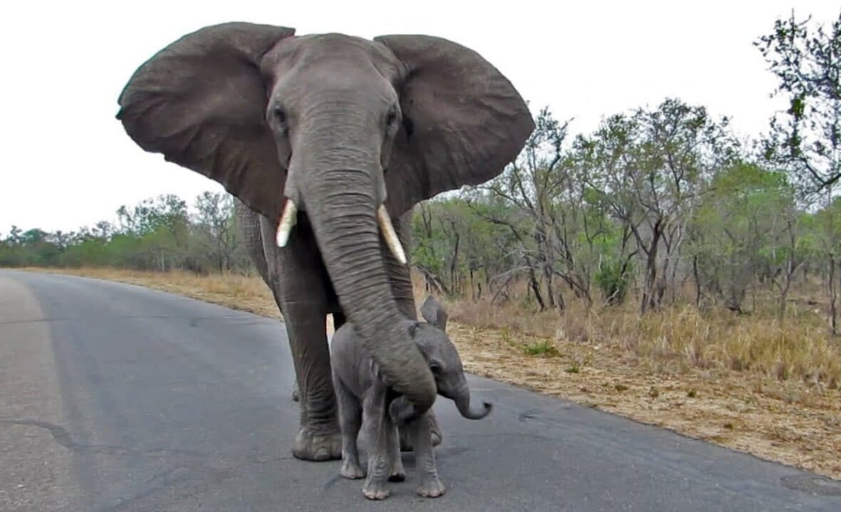 Manada de elefantes destrói carro que atropelou filhote do grupo