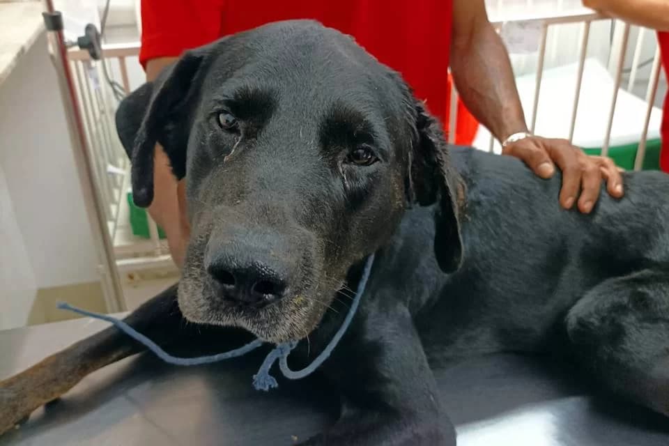 “Um cachorro não é melhor que um boi”, diz homem preso por tentar matar próprio pet a machadadas