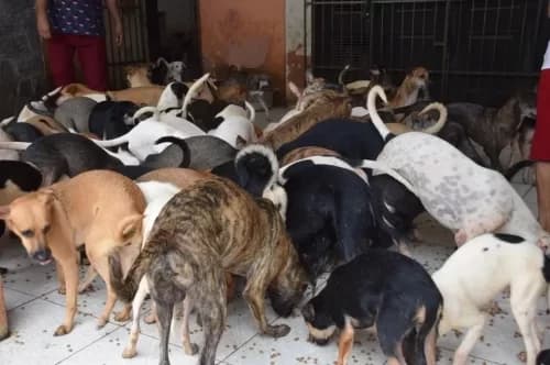 Idosa morre e tem o corpo devorado pelos próprios cachorros, no Maranhão
