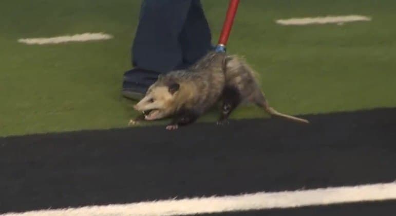 VÍDEO: Após invadir jogo, gambá é capturado e fica “zangado”