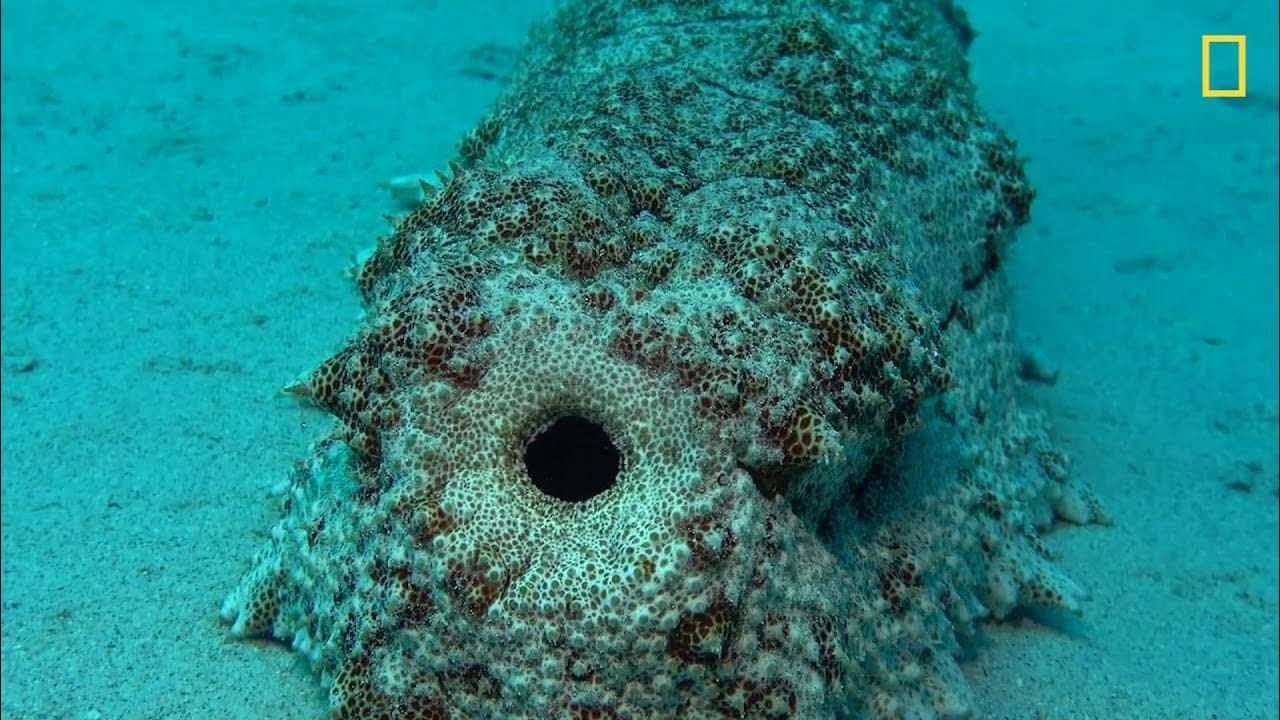 VÍDEO: Conheça o pepino-do-mar-abacaxi, espécie típica da Ásia