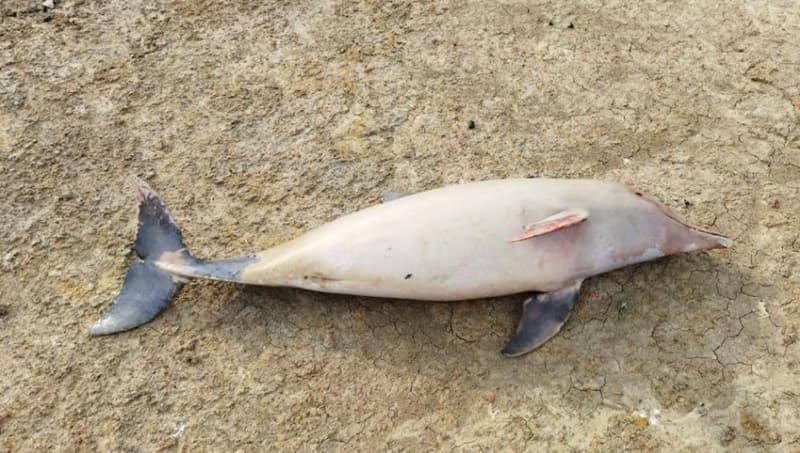 Seca no AM: 70 botos são encontrados mortos no Lago de Coari