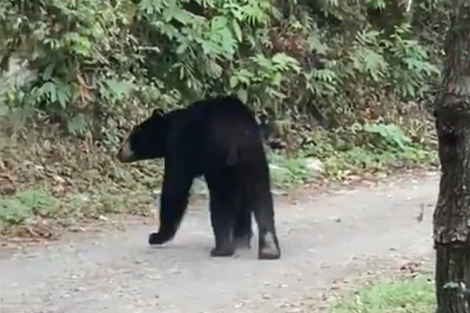 Urso faminto destrói carro após sentir cheiro de amendoim