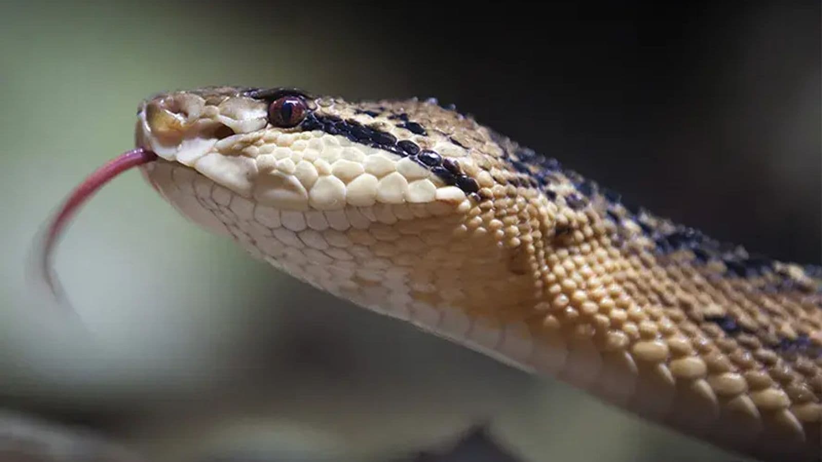 Número de acidentes por picadas de cobra diminui no Amazonas