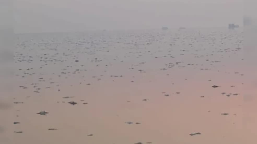 VÍDEO: Em Santarém, moradores registram morte em massa de peixes