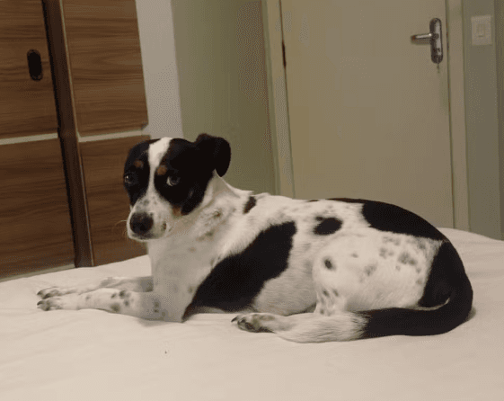 Após ser processado pelo próprio cão, homem fecha acordo com MP