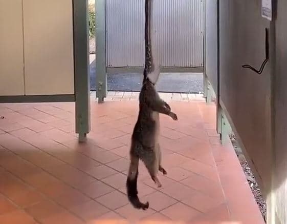 VÍDEO: cobra pendurada de ponta-cabeça no teto é flagrada caçando esquilo