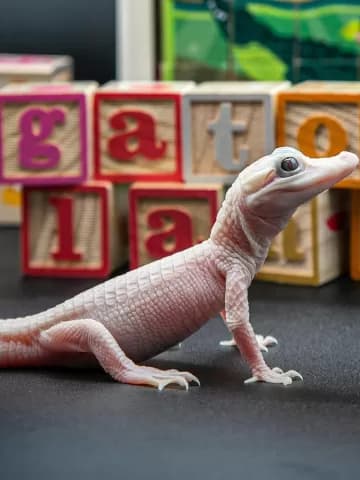 VÍDEO: nasce primeira jacaré completamente branca