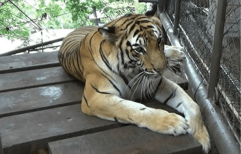 Homem é “dilacerado” por tigre em zoológico no Paquistão