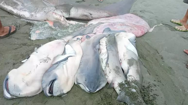 Fêmea de tubarão raro é encontrada grávida pela primeira vez