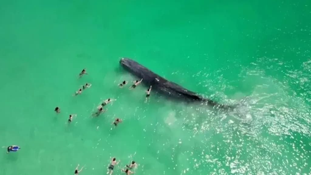 VÍDEO: Há três dias encalhada, baleia de 15 metros morre em praia da Austrália