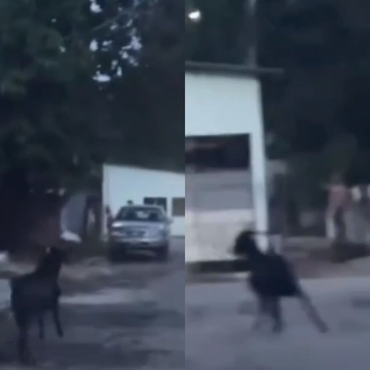 VÍDEO: Bode foge de ritual e corre por rua da zona Norte de Manaus