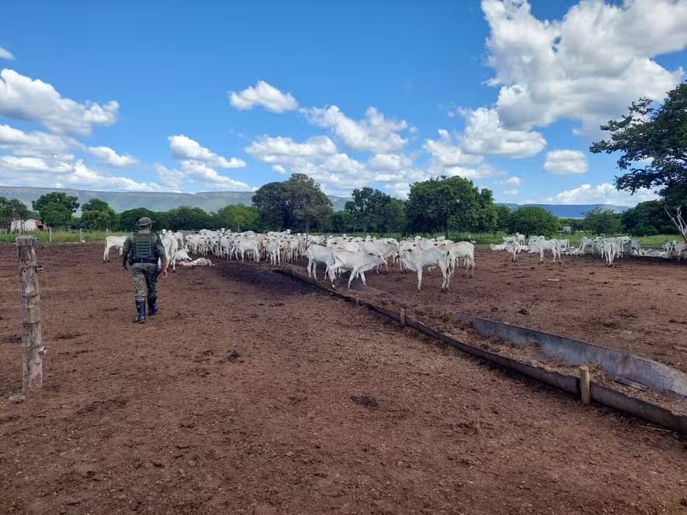 Em Palmas, dono de rebanho é multado em mais de R$ 500 mil por maus-tratos