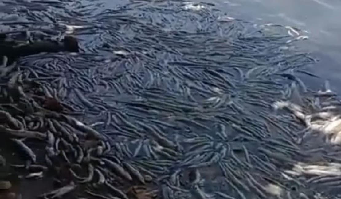 VÍDEO: Peixes aparecem mortos em lagoa onde mina afundou em Maceió