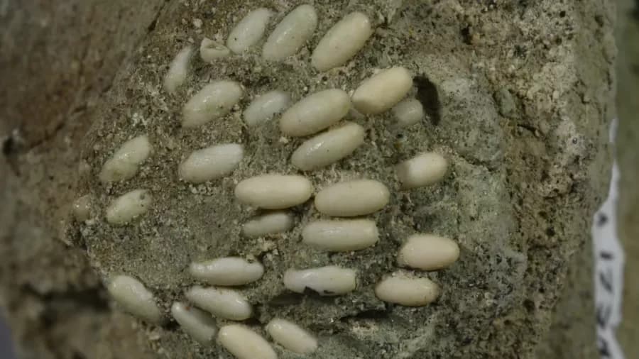 Ovos de gafanhotos com 29 milhões de anos são encontrados