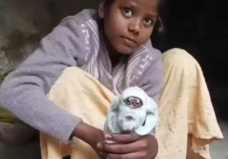 Cabra nasce com “face humana” e vira sensação na Índia