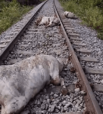 VÍDEO: Locomotiva atropela e mata mais de 10 bovinos em ferrovia no Tocantins