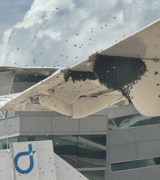 VÍDEO: “Nuvem de abelhas” cerca avião e atrasa voo em Natal