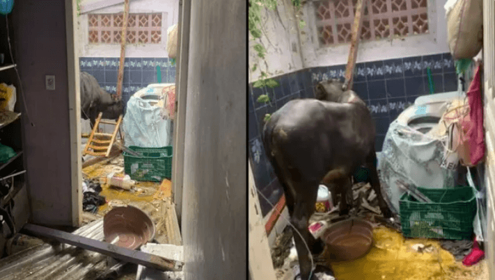 Boi cai de telhado e quebra canos de casa em Santa Catarina