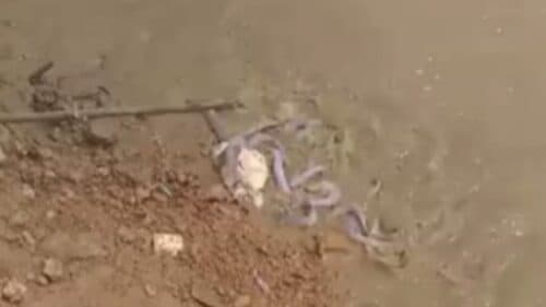 VÍDEO: Em questão de minutos, candirus devoram carne no rio Madeira: “Pior que piranha”