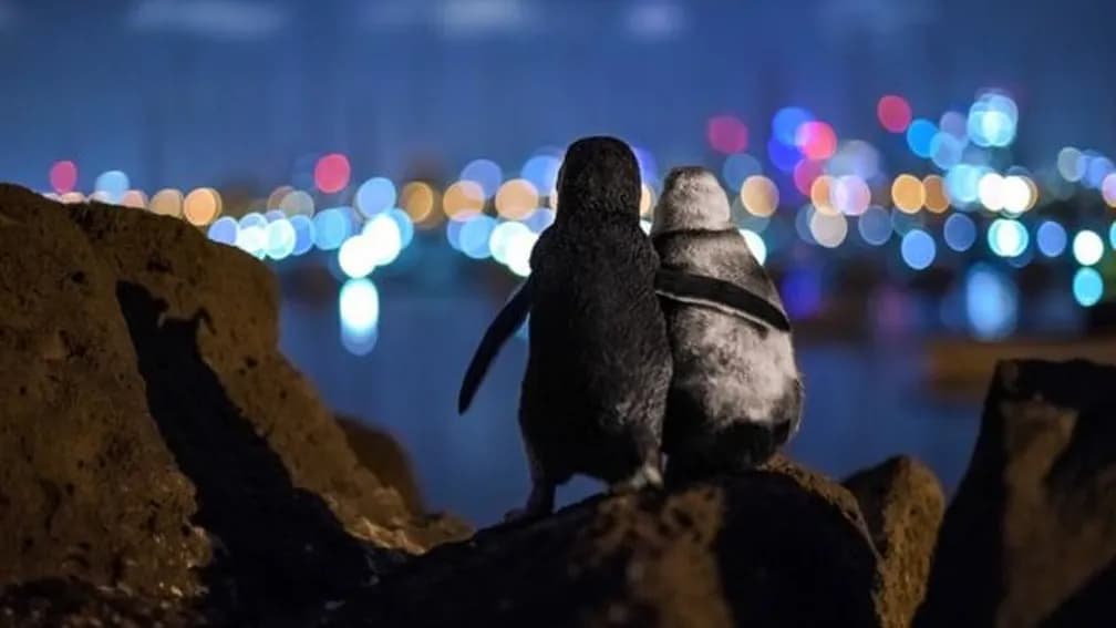 VÍDEO: Pinguins viúvos se reconfortam com um abraço