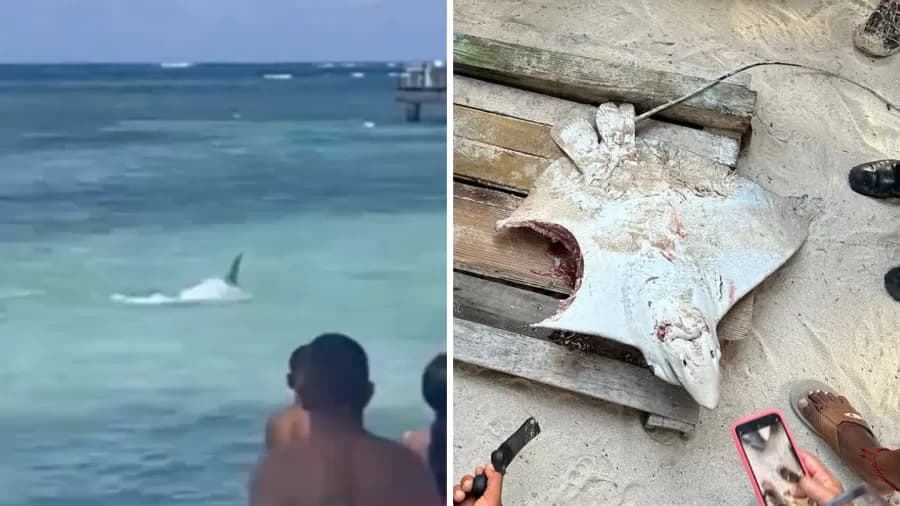 VÍDEO: Tubarão caça arraia perto de banhistas na Colômbia