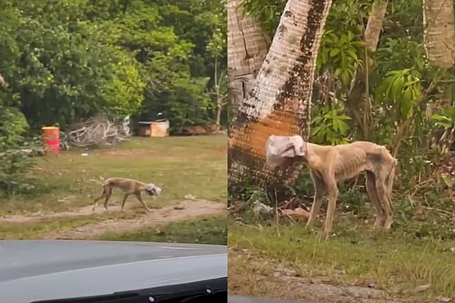 Voluntários socorrem cachorrinha desnutrida com pote preso na cabeça