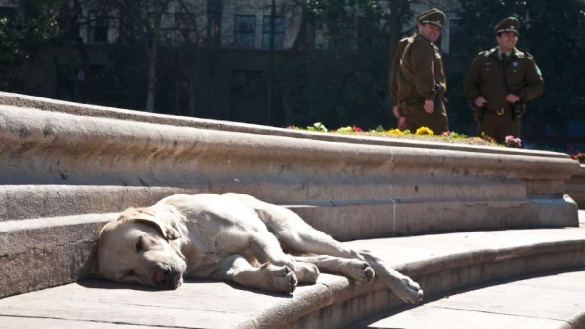 Cidade no Chile exige eutanásia de cães de rua perigosos, após ataques em vias públicas